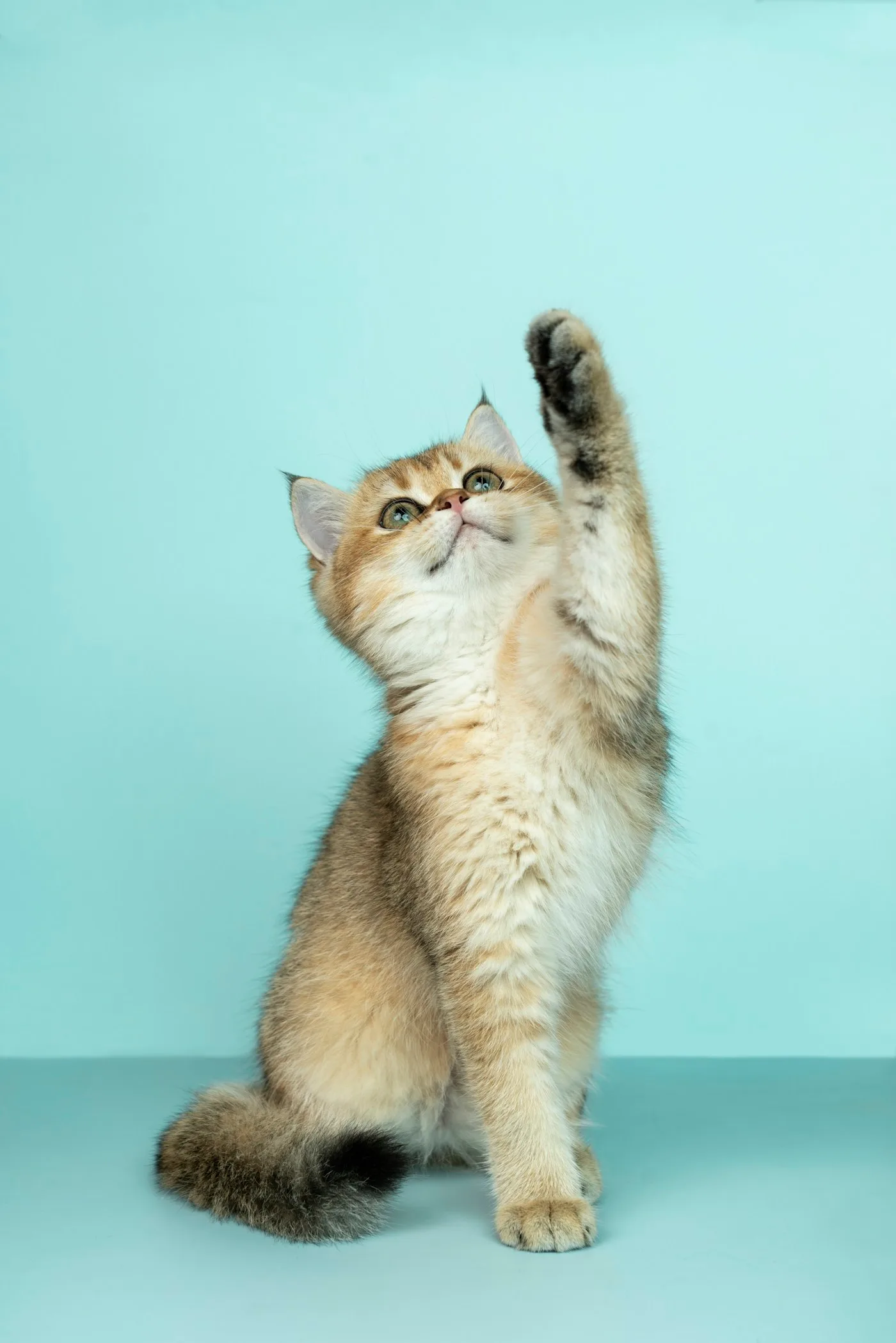 Contact Our Vet Near You in Newhall, CA — Preventative Care